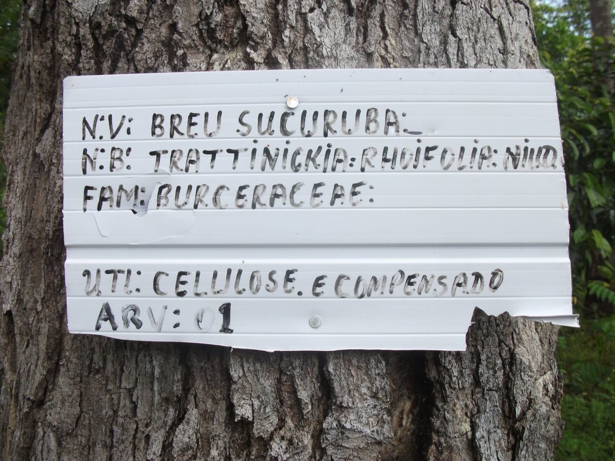 Placa branca pintada à mão pregada no tronco da árvore 1 da trilha, com nome popular, nome científico, família e uso