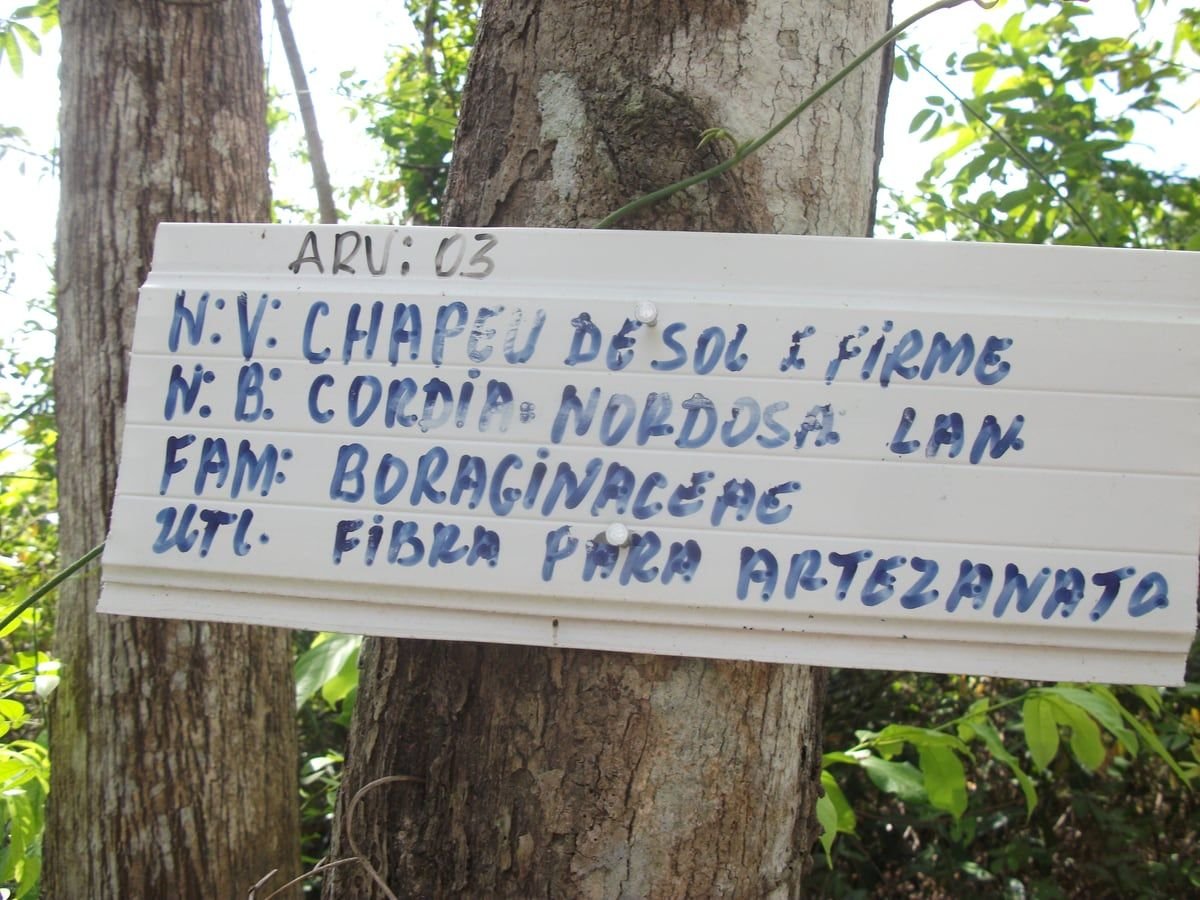Placa branca pintada à mão pregada no tronco da árvore 3 da trilha, com nome popular, nome científico, família e uso