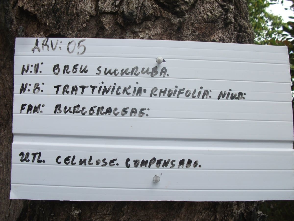 Placa branca pintada à mão pregada no tronco da árvore 5 da trilha, com nome popular, nome científico, família e uso