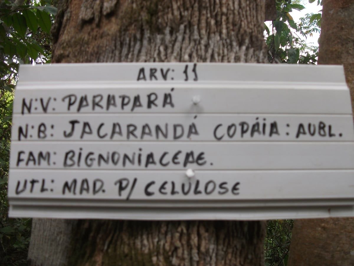 Placa branca pintada à mão pregada no tronco da árvore 11 da trilha, com nome popular, nome científico, família e uso