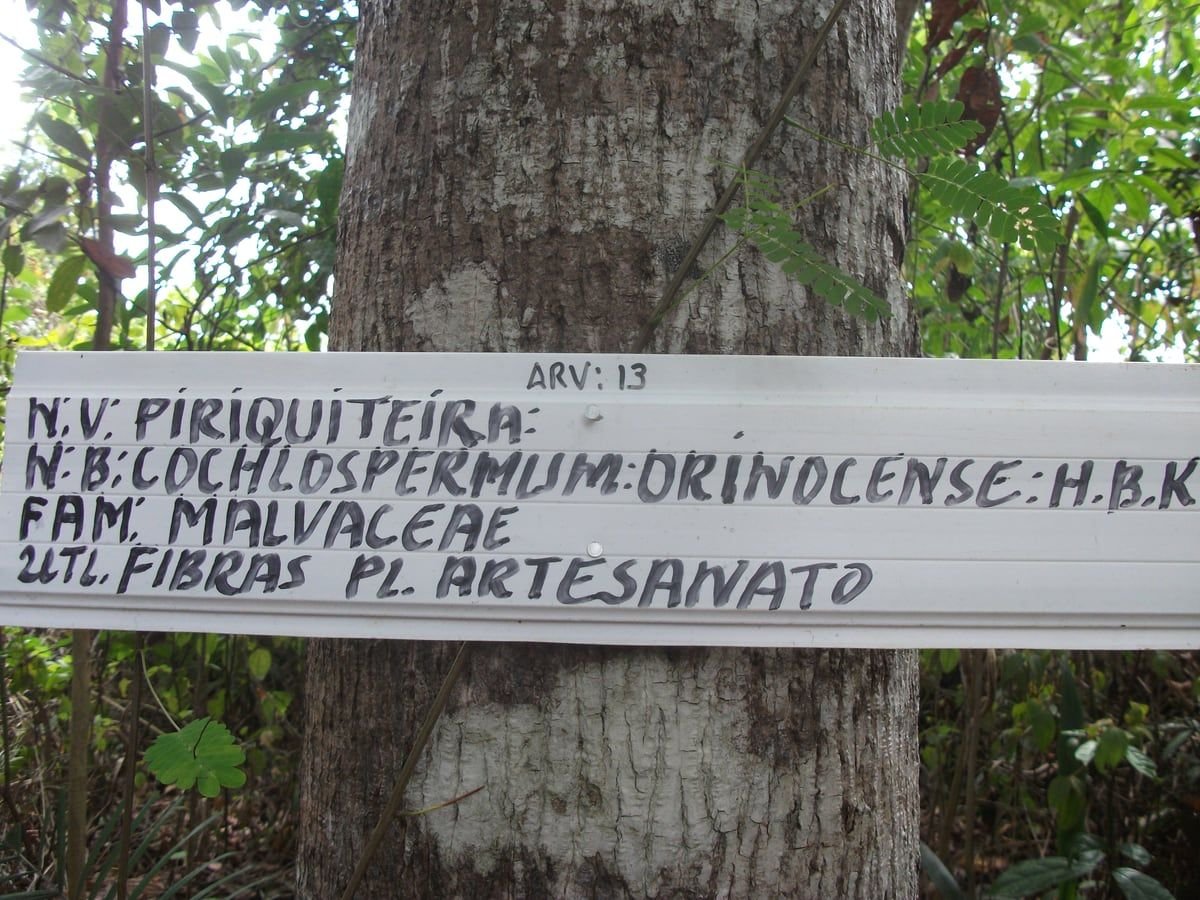 Placa branca pintada à mão pregada no tronco da árvore 13 da trilha, com nome popular, nome científico, família e uso