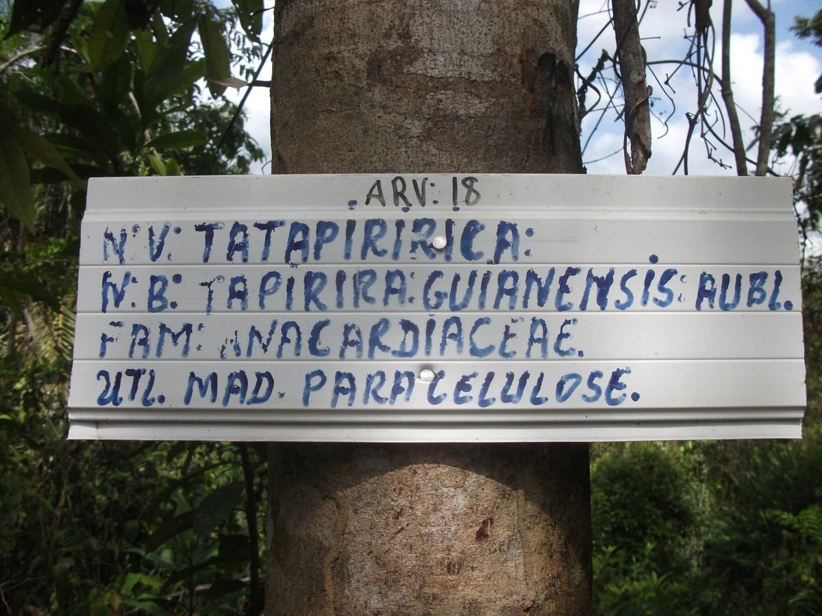 Placa branca pintada à mão pregada no tronco da árvore 18 da trilha, com nome popular, nome científico, família e uso