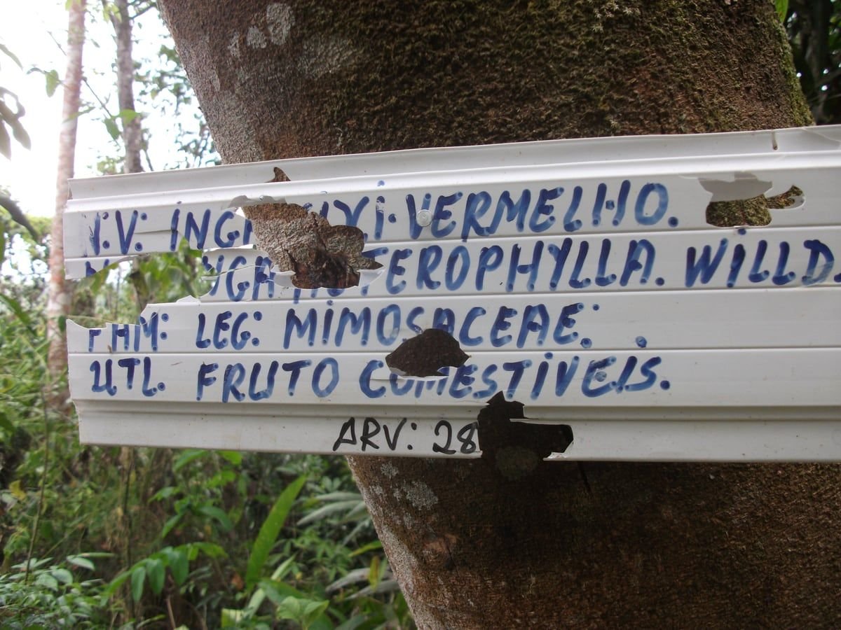 Placa branca pintada à mão pregada no tronco da árvore 28 da trilha, com nome popular, nome científico, família e uso