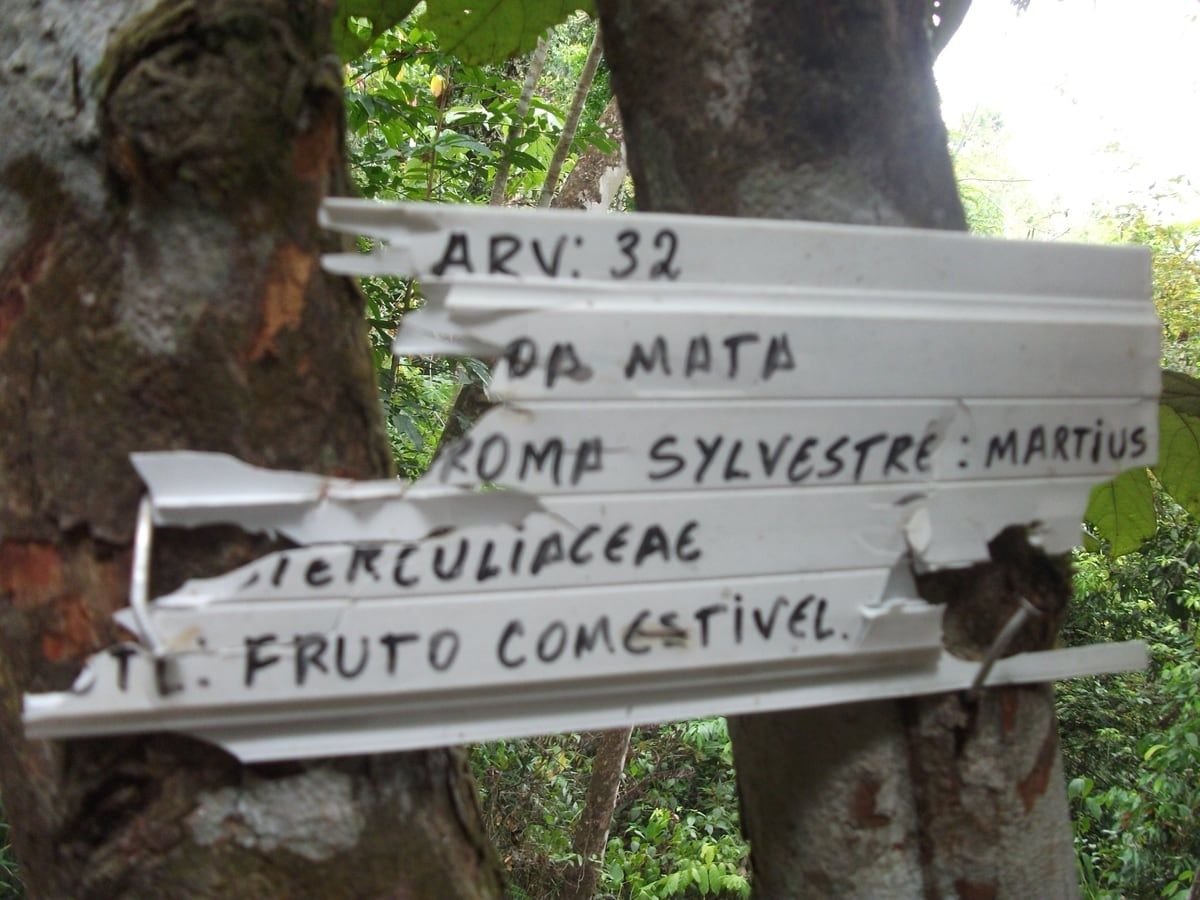Placa branca pintada à mão pregada no tronco da árvore 32 da trilha, com nome popular, nome científico, família e uso